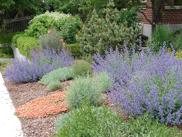 xeriscape